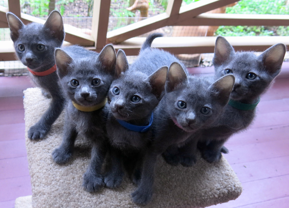 Kittens at 6 weeks